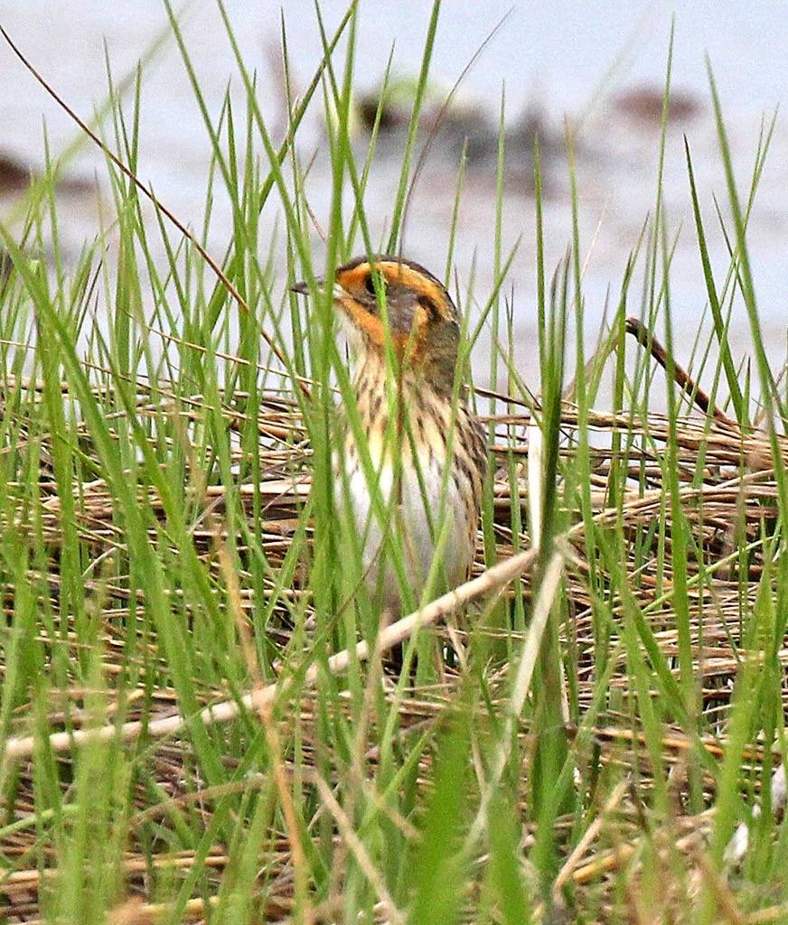 889 - SALTMARSH SPARROW (5-26-2015) rye, rockingham co, nh -01 by Sloalan is marked with CC0 1.0.